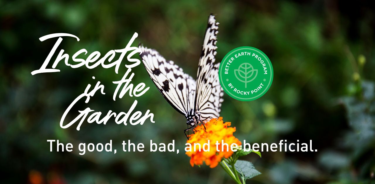 Insects in the Garden the good, the bad and the beneficial bugs